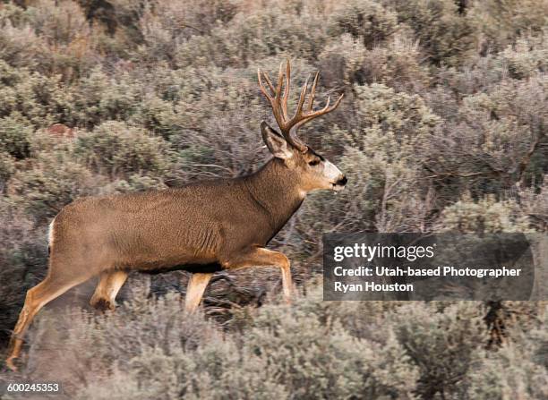 mule deer buck late november, sevier county, utah - mule deer stock pictures, royalty-free photos & images