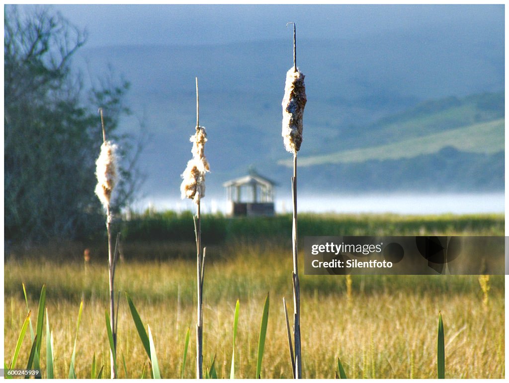 Tall Reeds & Gazebo in Tamales By
