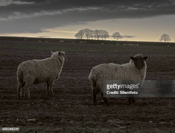 sheep standing in a dusky field - silentfoto sheffield stock pictures, royalty-free photos & images