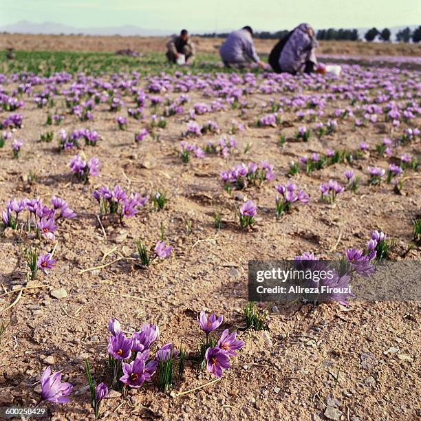 iranian saffron - saffron stock-fotos und bilder