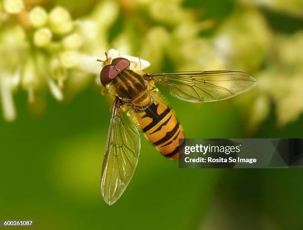 marmalade fly on white flower - hoverfly stock pictures, royalty-free photos & images