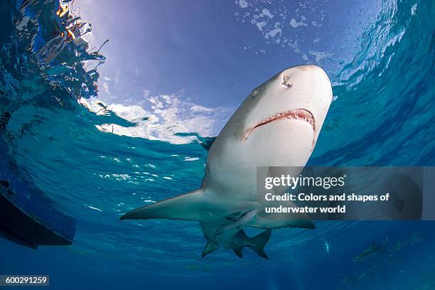 lemon shark from seabed - lemon shark stock pictures, royalty-free photos & images