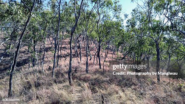 snake country - taipan snake stock pictures, royalty-free photos & images