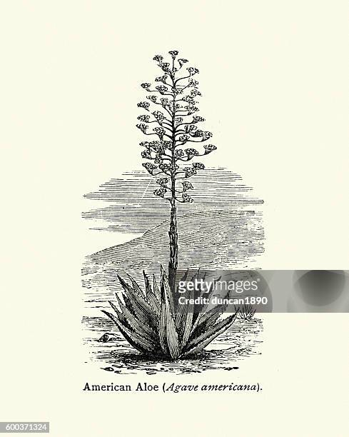 american aloe agave americana - agave stock illustrations