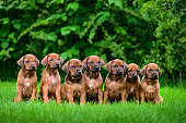 Seven Rhodesian Ridgeback puppies sitting in row on grass