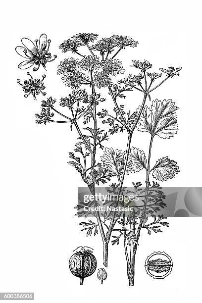 ilustrações de stock, clip art, desenhos animados e ícones de coriander; coriandrum sativum - ramo-de-flores