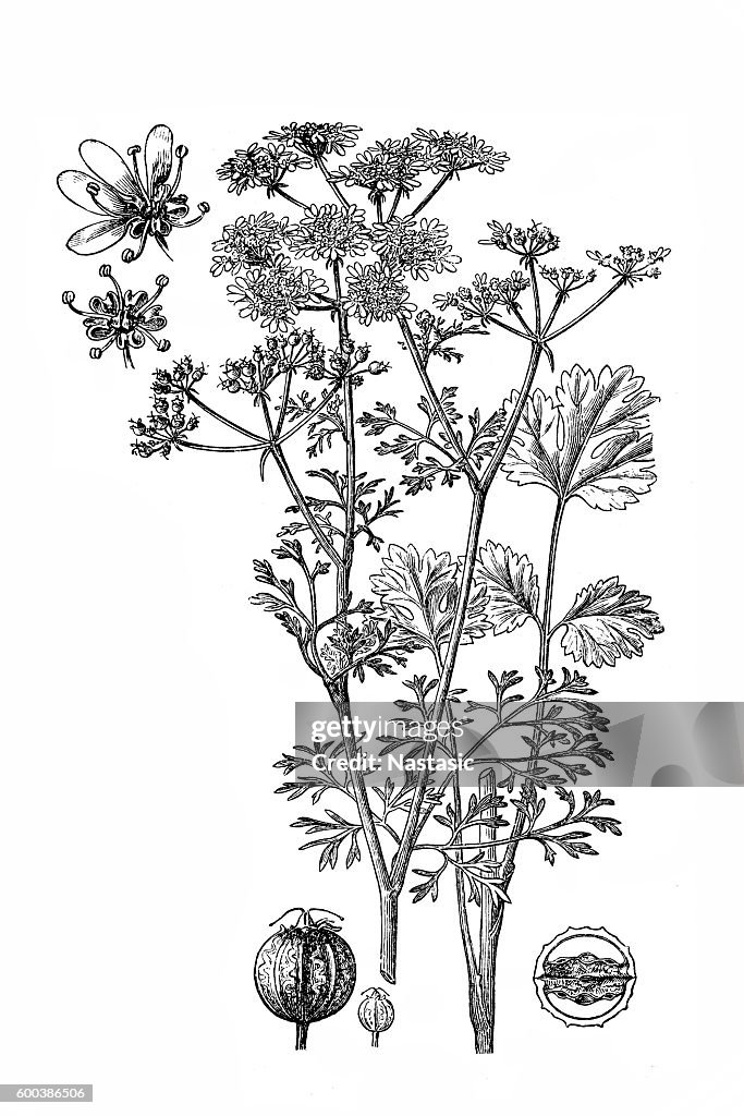 Coriander; Coriandrum sativum