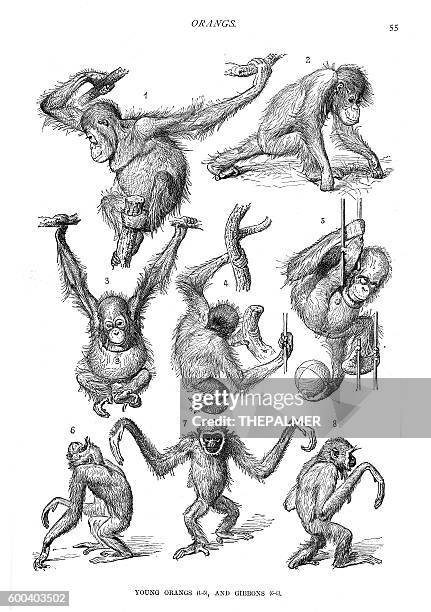 young orangutans and gibbons engraving 1894 - african chimpanzees stock illustrations