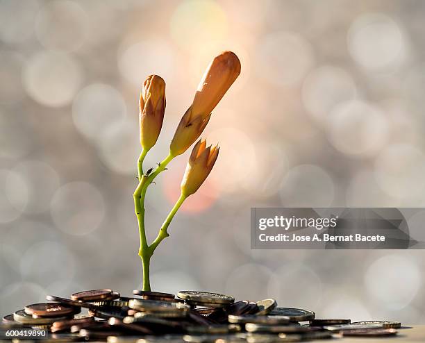 heap of coins on which there is born a plant, concept of the end of a financial crisis - european debt crisis grows photos et images de collection