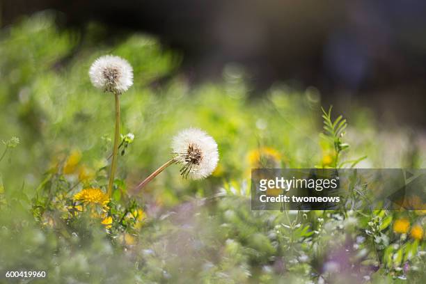 two dandelions on meadow grassland. - uncultivated stock pictures, royalty-free photos & images