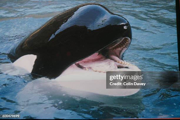 Keiko the killer whale, in his enclosure on Heimaey, one of the Vestmannaeyjar or Westman Islands off the south coast of Iceland, 21st June 1999....