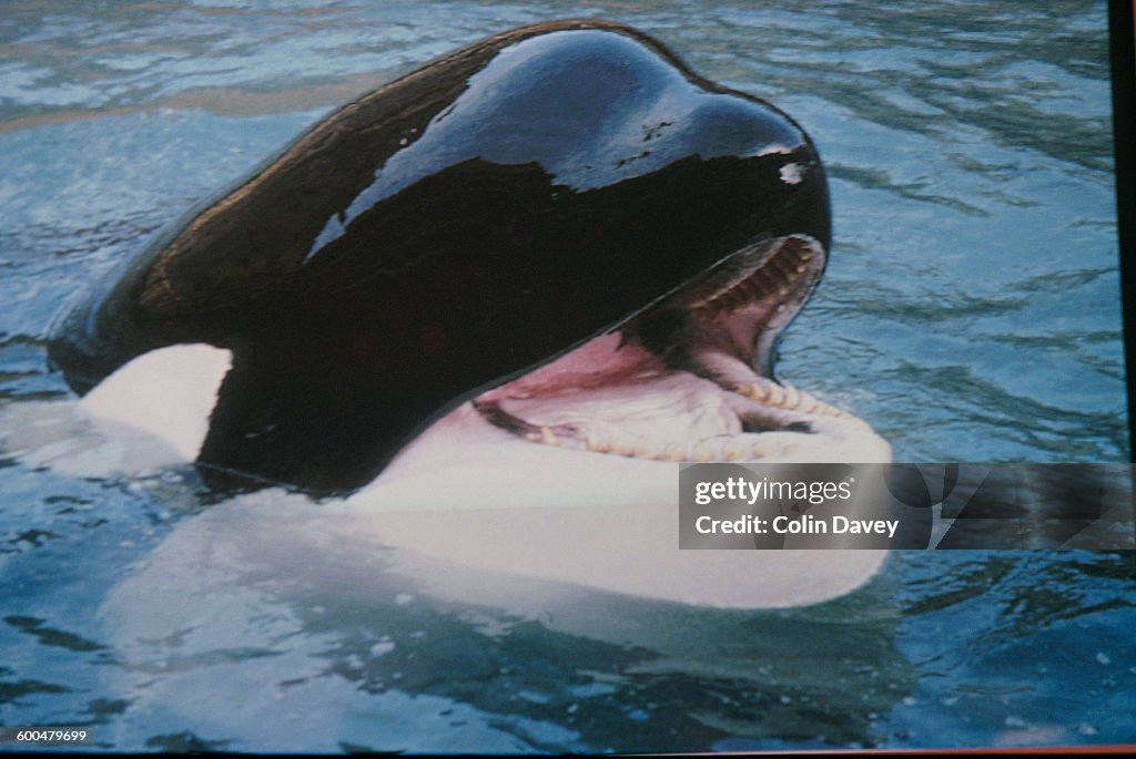 Keiko The Orca