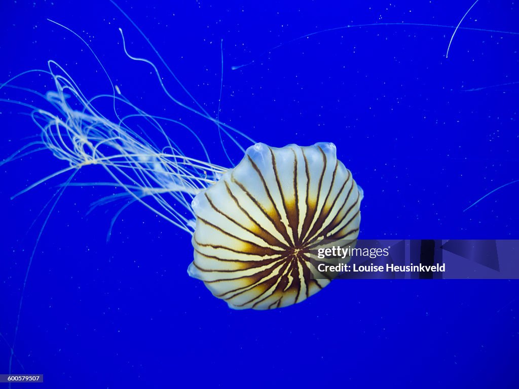 Japanese sea nettle jellyfish