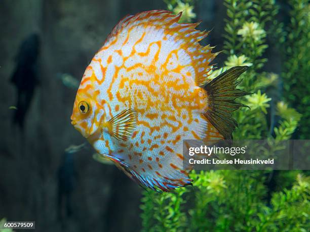 discus fish, symphysodon - symphysodon stock pictures, royalty-free photos & images