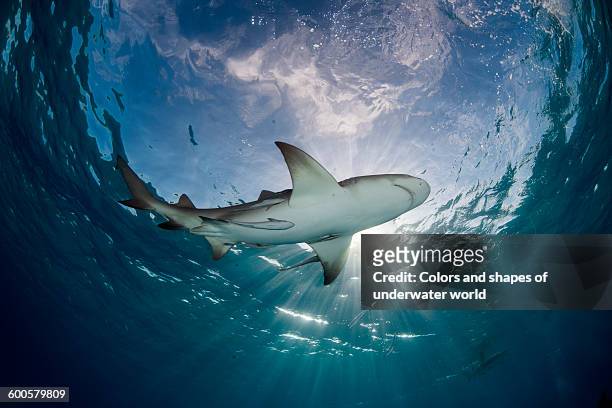 sunrayed through - lemon shark stock pictures, royalty-free photos & images