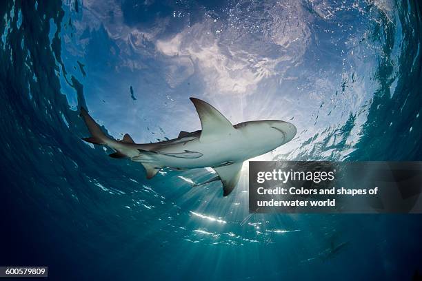 sunrayed through - shark imagens e fotografias de stock