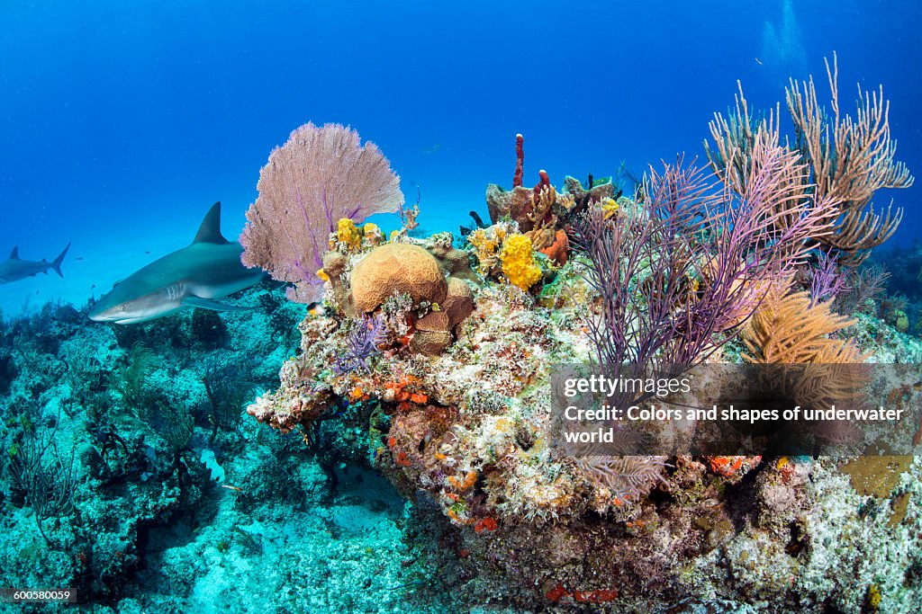Caribbean sharks inside the corals