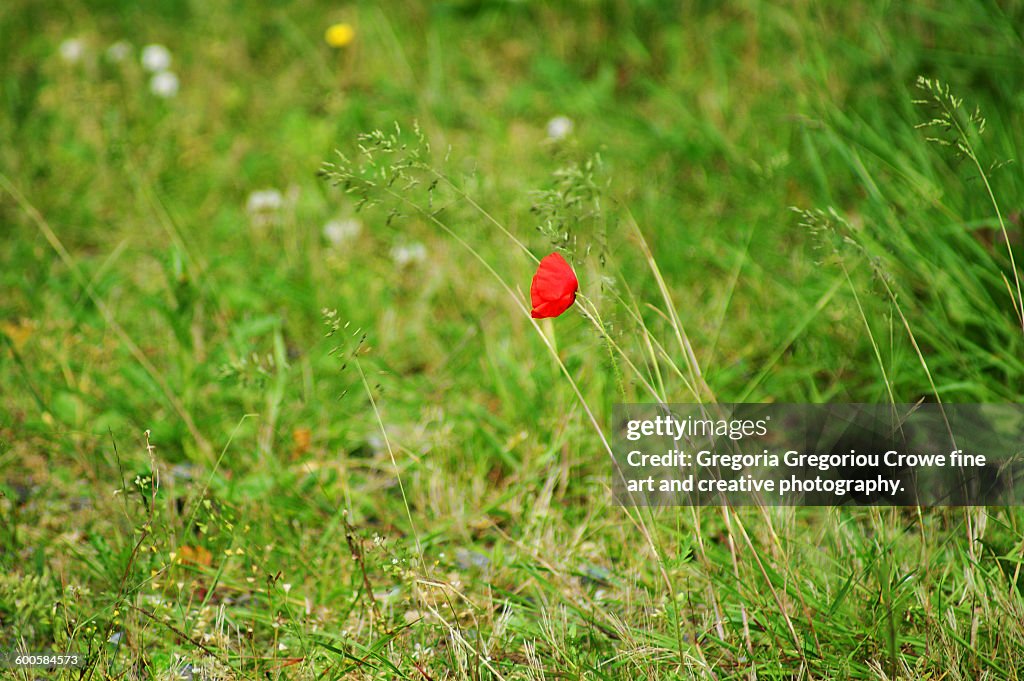 Poppy Flower