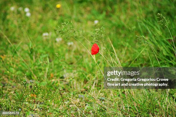 poppy flower - gregoria gregoriou crowe fine art and creative photography stock pictures, royalty-free photos & images