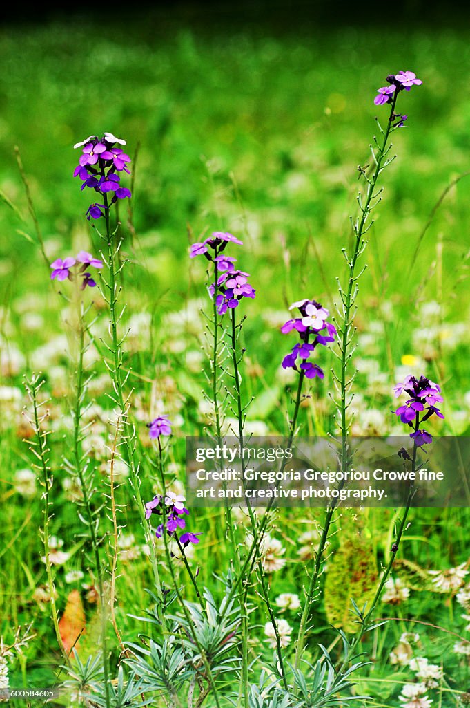 Purple Flowers