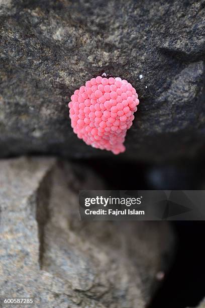 tropical water apple snail pink eggs - caracol manzana fotografías e imágenes de stock