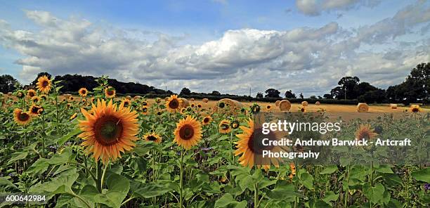 sunflowers in harvest field - helianthus stock pictures, royalty-free photos & images