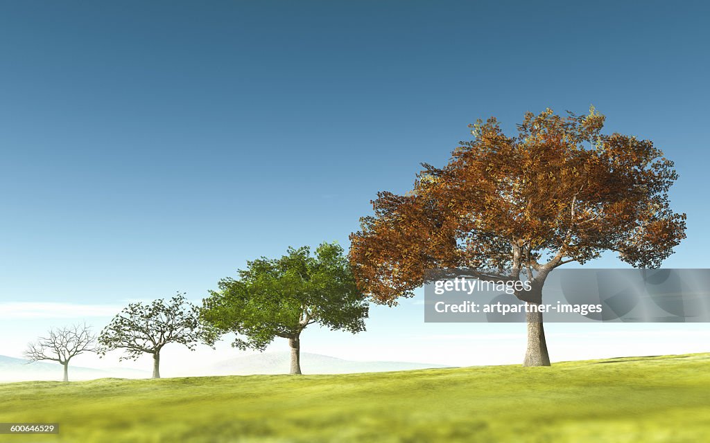 Trees through four seasons