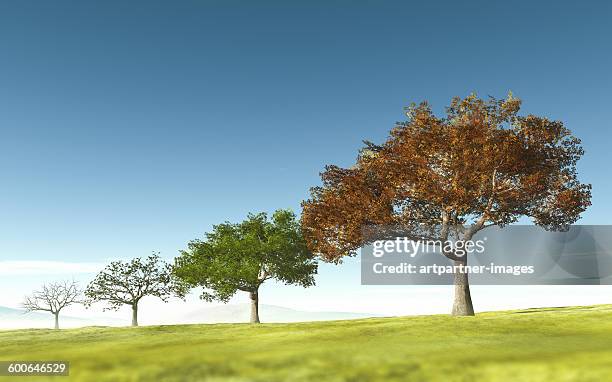 trees through four seasons - season change stock pictures, royalty-free photos & images