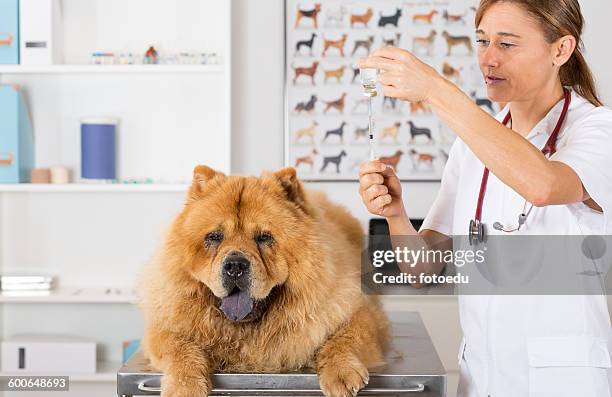by listening to a dog chow chow - phonendoscope stock pictures, royalty-free photos & images