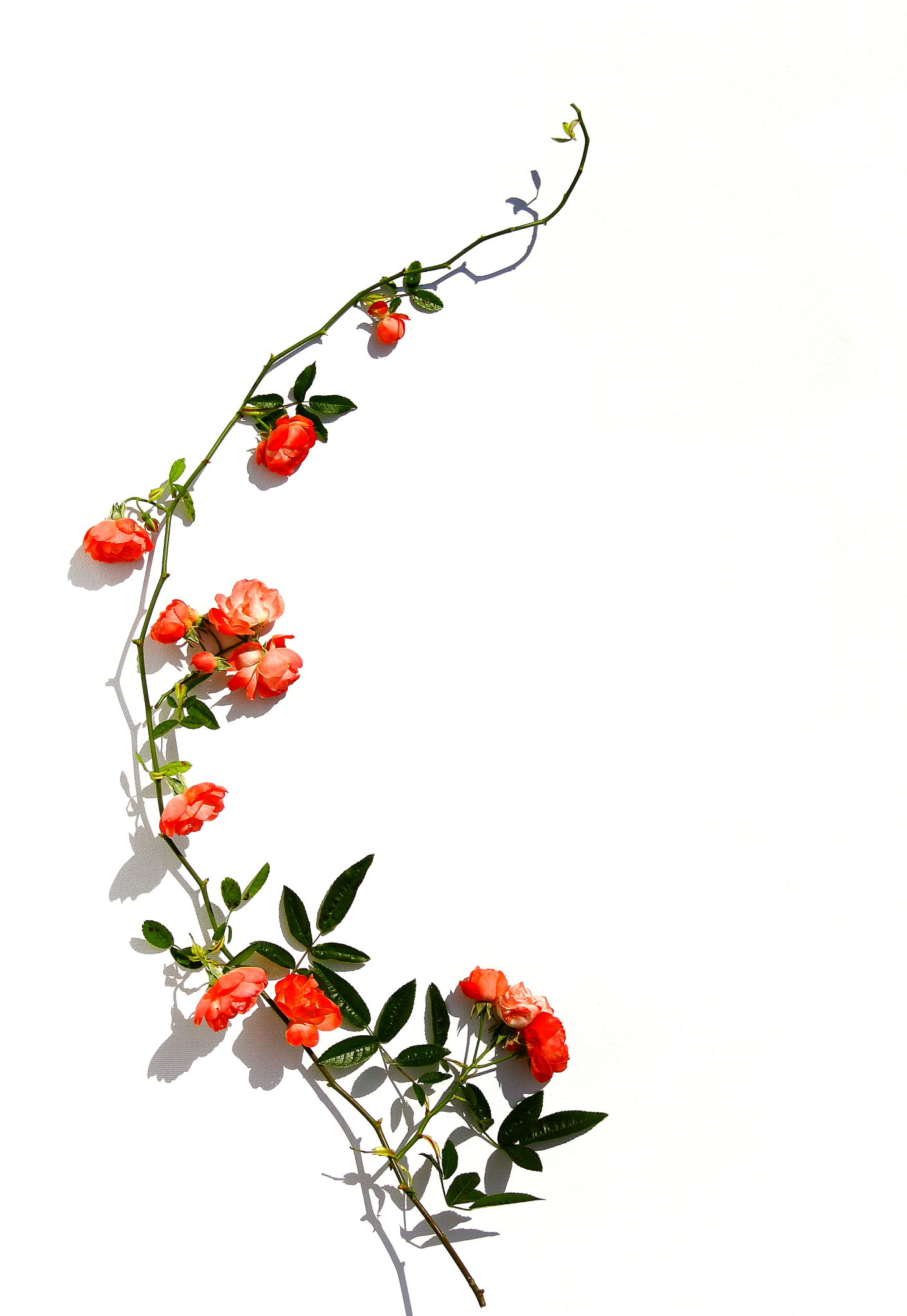 flowering vine