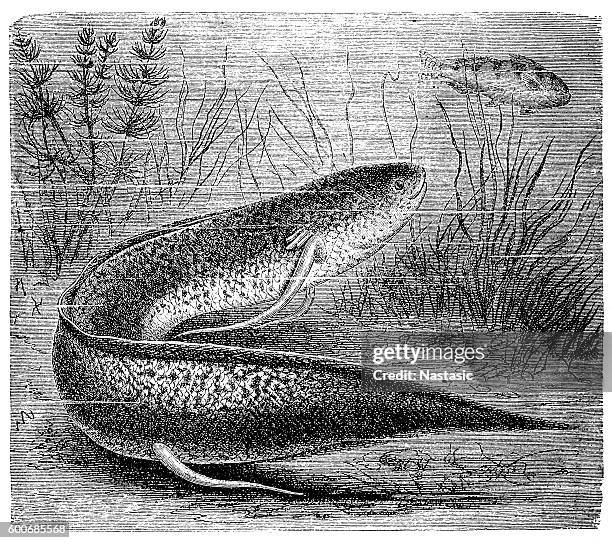 ilustraciones, imágenes clip art, dibujos animados e iconos de stock de el pez pulmón de áfrica occidental (protopterus annectens) - west africa