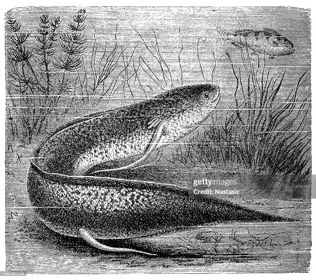 The West African lungfish (Protopterus annectens)