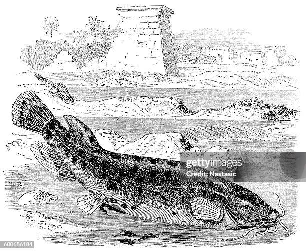 malapterurus electricus - fish hatchery stock illustrations