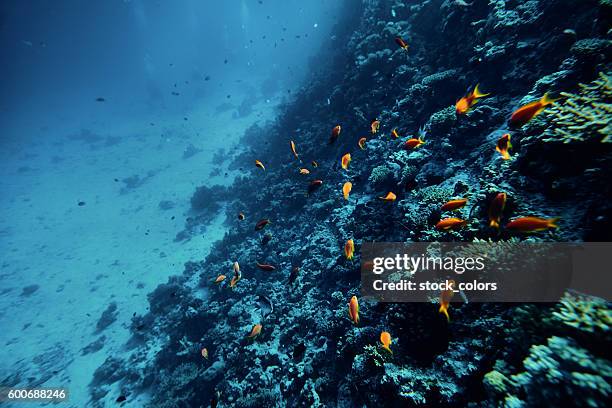 peces tropicales nadando cerca de coloridos corales - organismo acuático fotografías e imágenes de stock