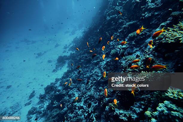 色鮮やかなサンゴの近くで泳ぐ熱帯魚 - 生態系　海 ストックフォトと画像