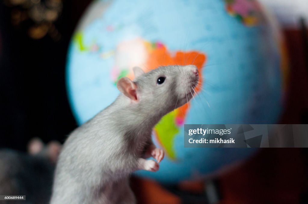 Rat on the background of the Globe
