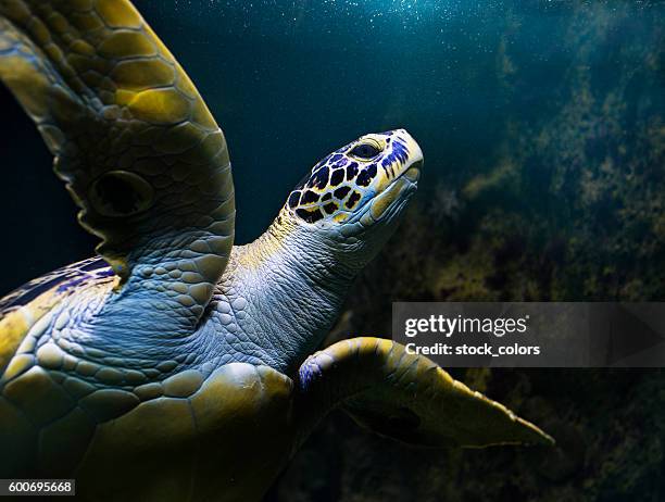 turtle swimming underwater - sea turtle stock pictures, royalty-free photos & images