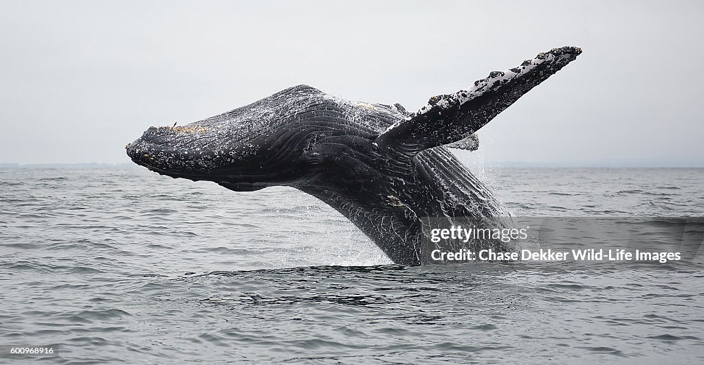 Humpback Whale