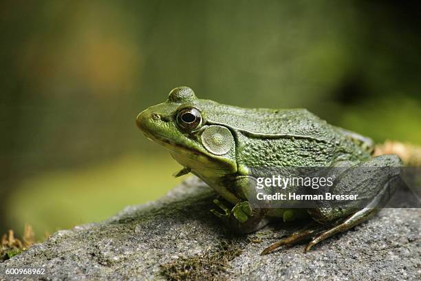 bullfrog - frog bildbanksfoton och bilder