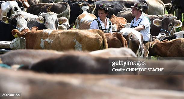 Grade Cow 501 Oberstaufen Stock Photos, High-Res Pictures, and Images - Getty Images
