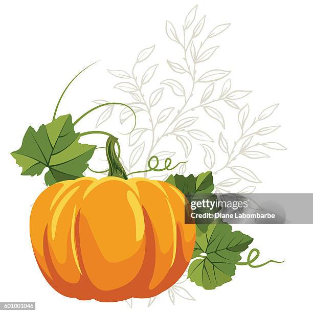 fall pumpkins on white background - pumpkin vine stock illustrations
