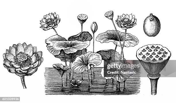 illustrazioni stock, clip art, cartoni animati e icone di tendenza di fiore di loto (nelumbo nucifera) - radice di loto