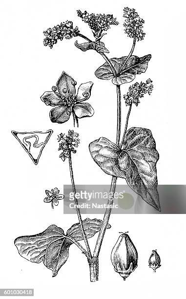 polygonum fagopyrum - buckwheat isolated stock illustrations