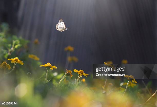 one butterfly flying mid air on top one flower bed. - macro stock-fotos und bilder