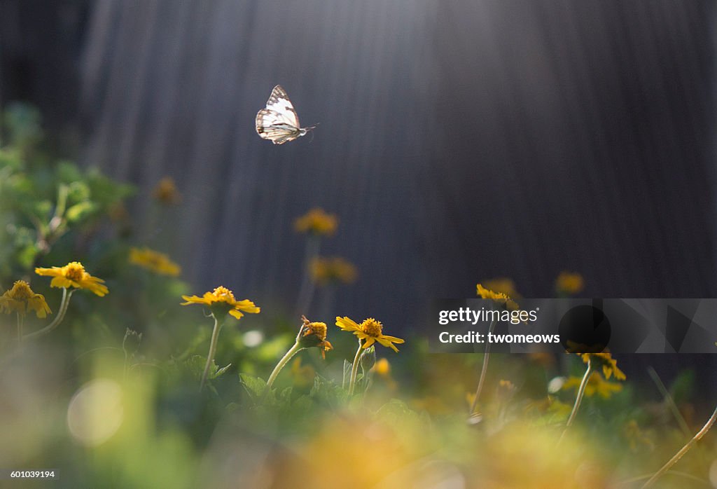 One butterfly flying mid air on top one flower bed.