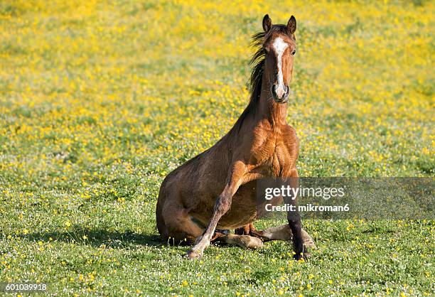 irish brown horse on field in funny pose. - funny horses fotografías e imágenes de stock