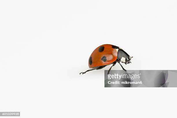 ladybug on white background - marienkäfer stock-fotos und bilder