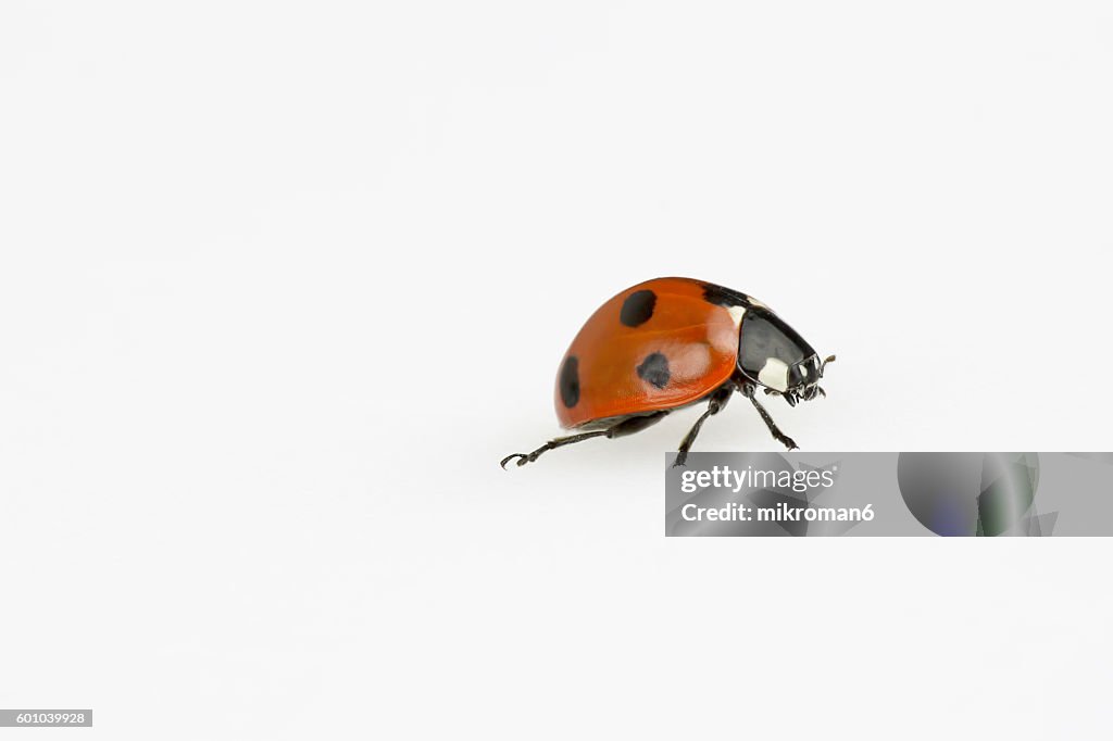 Ladybug on white background