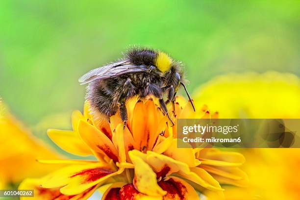 bumble bee on wild flowers. - bumblebee stock pictures, royalty-free photos & images