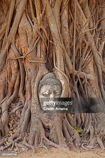 The head of Buddha embedded in the roots of a banyan tree in Wat Mahathat in the Ayutthaya Historical Park, Thailand.